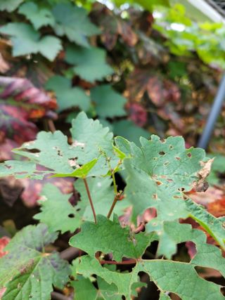 귤4935님의 포도 · 병해충상담 작성글 사진