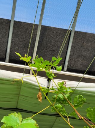 귤4935님의 포도 · 병해충상담 작성글 사진