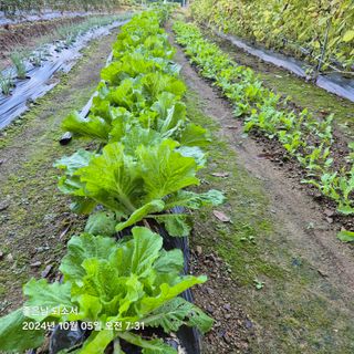 김진님의 배추 · 영농일지 작성글 사진