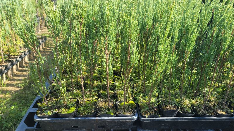 이선미님의 장터 판매 상품 [블루애로우 30cm이상 묘목 50주] 첨부 사진