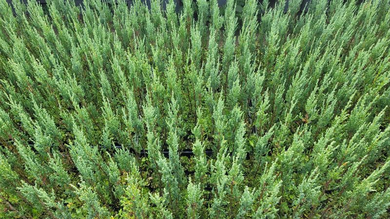 이선미님의 장터 판매 상품 [블루애로우 30cm이상 묘목 50주] 첨부 사진