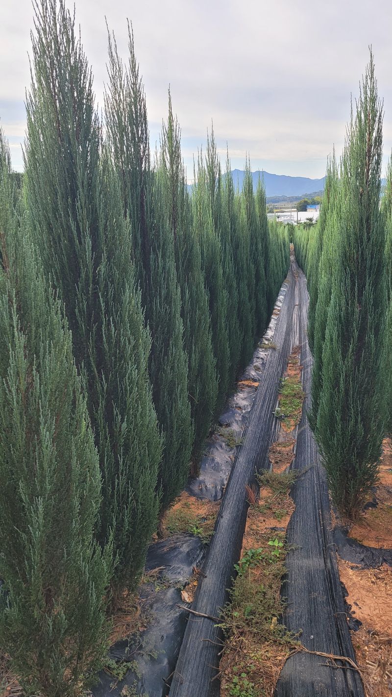 이선미님의 장터 판매 상품 [블루애로우 30cm이상 묘목 50주] 첨부 사진