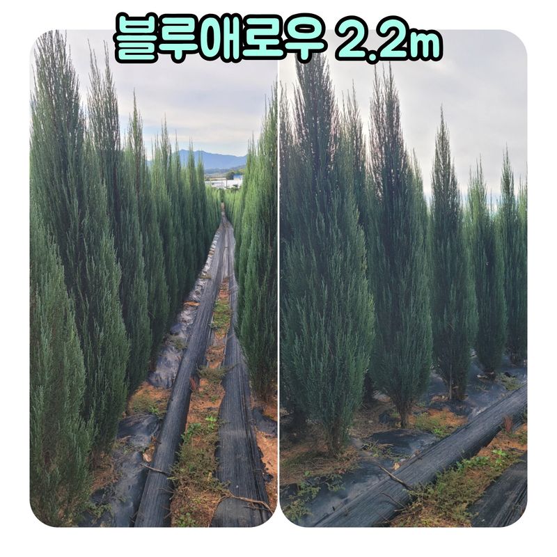 이선미님의 장터 판매 상품 [블루애로우 30cm이상 묘목 50주] 첨부 사진