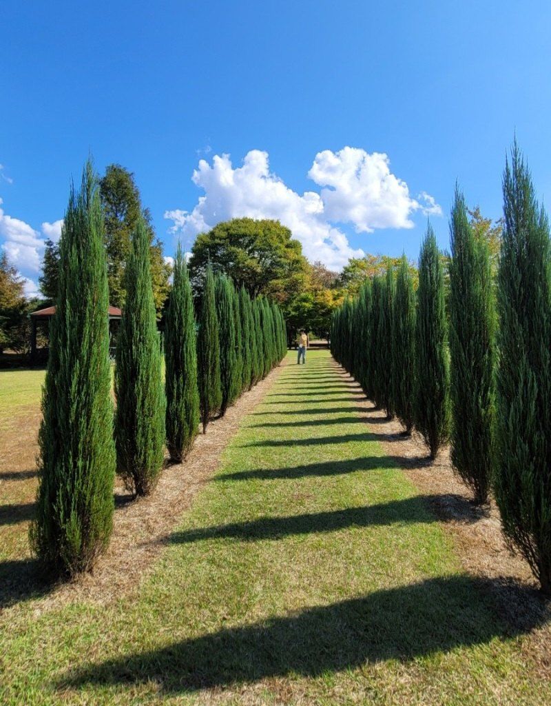 이선미님의 장터 판매 상품 [블루애로우 30cm이상 묘목 50주] 첨부 사진