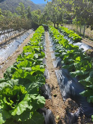 대파17611님의 배추 · 영농일지 작성글 사진