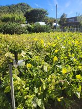 팜모닝 들깨·영농일지 게시글 이미지