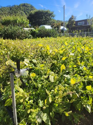 대파17611님의 들깨 · 영농일지 작성글 사진