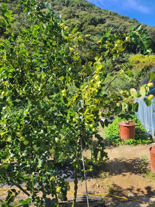 대파17611님의 들깨 · 영농일지 작성글 사진