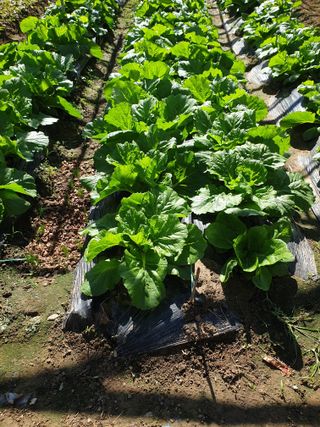 김화연님의 배추 · 영농일지 작성글 사진