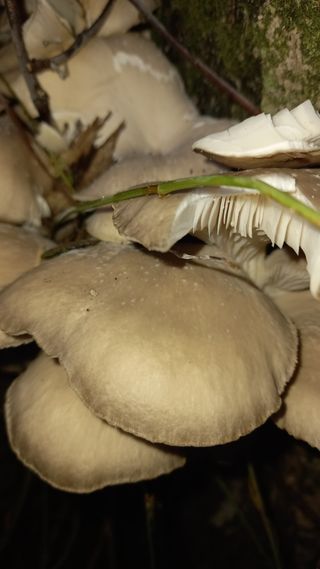 대지털님의 자유주제 · 자유게시판 작성글 사진