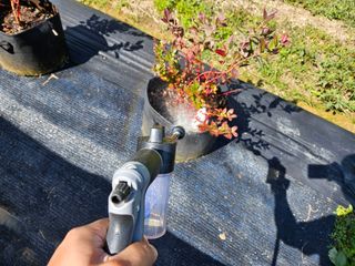 뿡뿡농장님의 블루베리 · 영농일지 작성글 사진