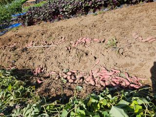 서화복님의 고구마 · 영농일지 작성글 사진