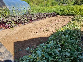 서화복님의 고구마 · 영농일지 작성글 사진