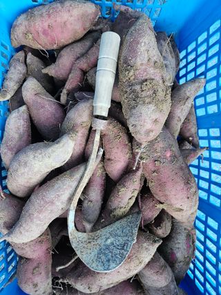 서화복님의 고구마 · 영농일지 작성글 사진