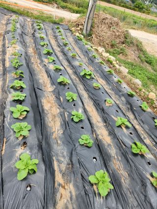 김주해님의 배추 · 영농일지 작성글 사진