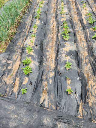 김주해님의 배추 · 영농일지 작성글 사진