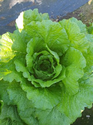 안비님의 자유주제 · 자유게시판 작성글 사진