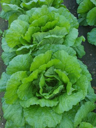 안비님의 자유주제 · 자유게시판 작성글 사진