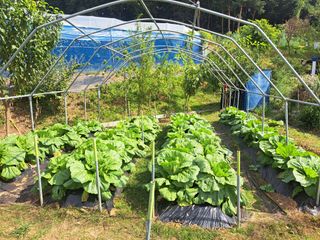 온시디움님의 배추 · 영농일지 작성글 사진