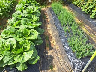 온시디움님의 배추 · 영농일지 작성글 사진