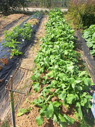 온시디움님의 배추 · 영농일지 작성글 사진