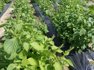 아름다운강산님의 10월 내 농작물 자랑하기 · 참여글 작성글 사진