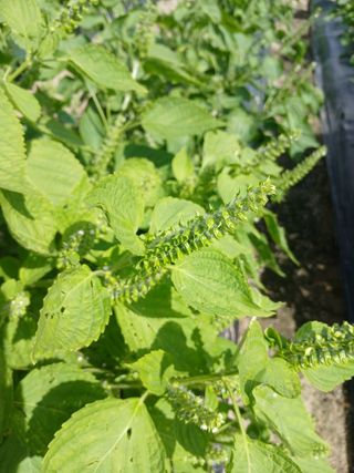 아름다운강산님의 10월 내 농작물 자랑하기 · 참여글 작성글 사진