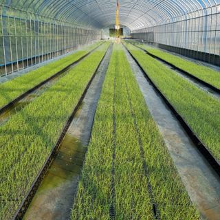 김승국님의 10월 내 농작물 자랑하기 · 참여글 작성글 사진