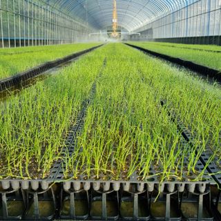 김승국님의 10월 내 농작물 자랑하기 · 참여글 작성글 사진