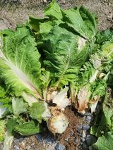 팜모닝 배추·영농일지 게시글 이미지