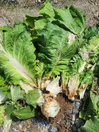 리짱님의 배추 · 영농일지 작성글 사진