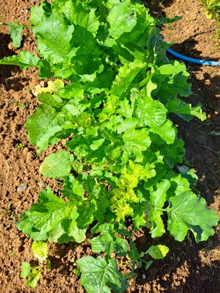 곽해영님의 기타작물 · 병해충상담 작성글 사진