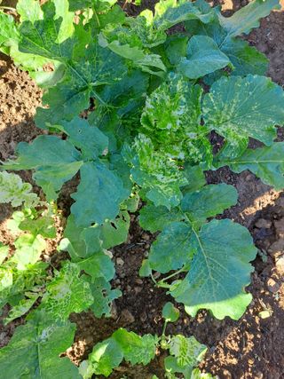 곽해영님의 기타작물 · 병해충상담 작성글 사진