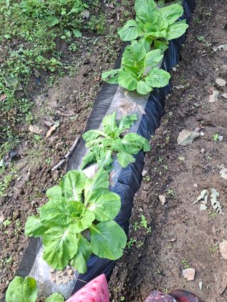 박정미님의 배추 · 영농일지 작성글 사진