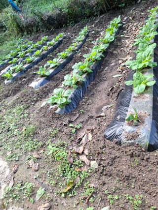 박정미님의 배추 · 영농일지 작성글 사진