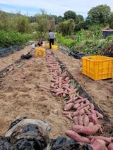 팜모닝 고구마·영농일지 게시글 이미지