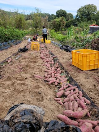 최기인님의 고구마 · 영농일지 작성글 사진