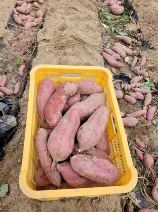 최기인님의 고구마 · 영농일지 작성글 사진