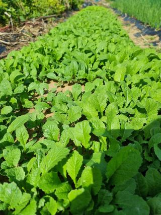 권병☆님의 기타작물 · 영농일지 작성글 사진