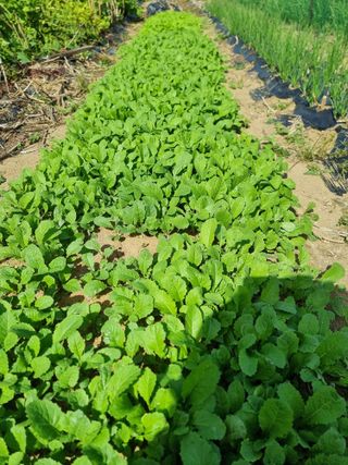 권병☆님의 기타작물 · 영농일지 작성글 사진