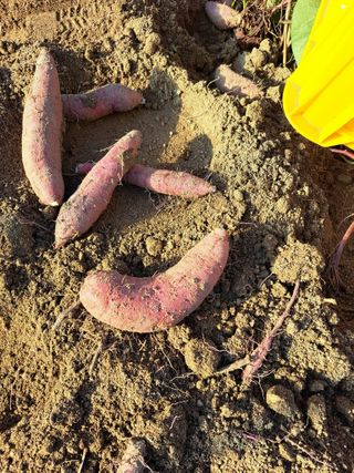 좋은인연원님의 자유주제 · 자유게시판 작성글 사진