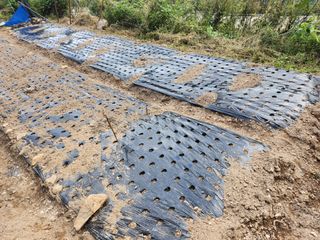 초원농원님의 마늘 · 영농일지 작성글 사진