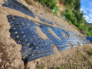 초원농원님의 마늘 · 영농일지 작성글 사진