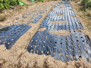 초원농원님의 마늘 · 영농일지 작성글 사진