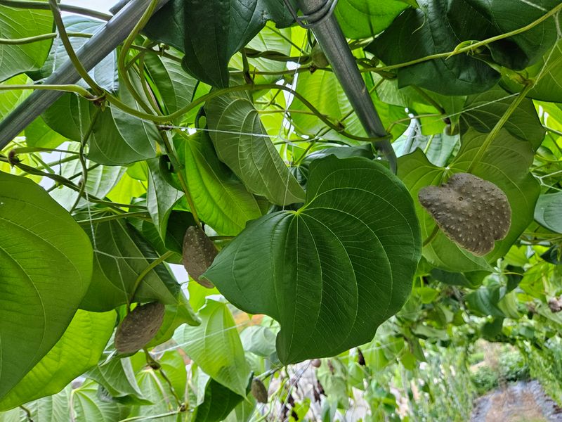 장터 상품 [하늘마3kg] 썸네일