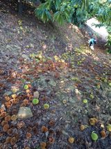 팜모닝 기타작물·영농일지 게시글 이미지