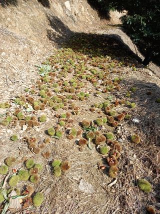 홍가네수정농장님의 기타작물 · 영농일지 작성글 사진