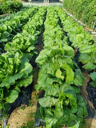 권병☆님의 배추 · 영농일지 작성글 사진