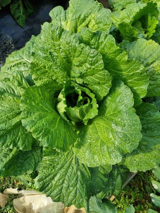 권병☆님의 배추 · 영농일지 작성글 사진