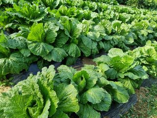 권병☆님의 배추 · 영농일지 작성글 사진